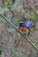 Cyornis rubeculoides; Blue-throated blue flycatcher; Ravinflugsnappare