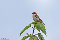 Passer cinnamomeus; Russet sparrow; Kanelsparv