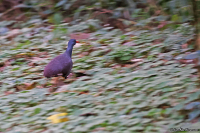 Crypturellus tataupa; Tataupa tinamou; Tataupatinamo