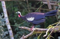 Pipile jacutinga; Black-fronted piping guan; Svartpannad guan