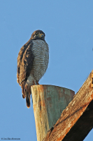 Rupornis magnirostris;  Roadside hawk; Vägvråk