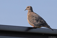 Zenaida auriculata; Eared dove; Öronduva