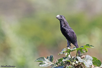 Crotophaga ani; Smooth-billed ani; Slätnäbbad ani