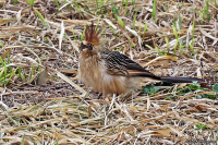 Guira guira; Guira cuckoo; Guiragök