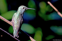 Chrysuronia versicolor; Versicoloured emerald; Brokig smaragd