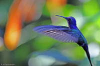 Eupetomena macroura; Swallow-tailed hummingbird; Svalstjärtskolibri