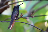 Florisuga fusca; Black jacobin; Svart jakobin