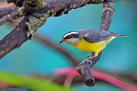 Coereba flaveola; Bananaquit; Banansmyg