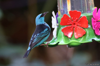 Dacnis cayana; Blue dacnis; Blå daknis