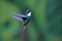 Leucochloris albicollis; White-throated hummingbird; Vitstrupig smaragd