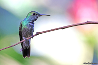 Chrysuronia versicolor; Versicoloured emerald; Brokig smaragd