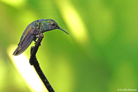 Chrysuronia versicolor; Versicoloured emerald; Brokig smaragd