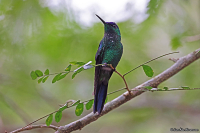 Thalurania glaucopis; Violet-capped woodnymph; Violettkronad skogsnymf