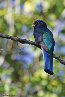 Trogon surrucura; Surucua trogon; Surucuatrogon