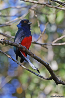 Trogon surrucura; Surucua trogon; Surucuatrogon