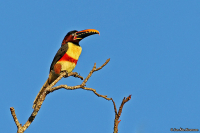 Pteroglossus castanotis; Chestnut-eared aracari; Brunörad aracari