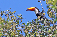 Ramphastos toco; Toco toucan; Tocotukan