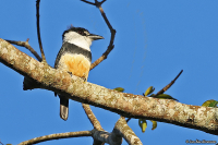 Notharchus swainsoni; Buff-bellied puffbird; Rostbukig trögfågel