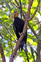 Celeus flavescens; Blond-crested woodpecker; Blondspett