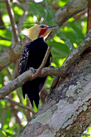 Celeus flavescens; Blond-crested woodpecker; Blondspett