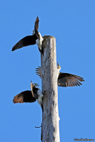 Melanerpes candidus; White woodpecker; Vitspett