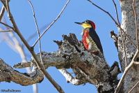 Melanerpes flavifrons; Yellow-fronted woodpecker; Svartmaskad hackspett