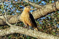 Milvago chimachima; Yellow-headed caracara; Gulhuvad karakara