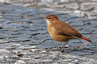 Furnarius rufus; Rufous hornero; Haciendahornero [Ugnsfågel]