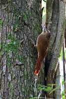 Xiphorhynchus fuscus; Lesser woodcreeper; Mindre trädklättrare