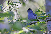 Thamnophilus caerulescens; Variable antshrike; Buskmyrtörnskata