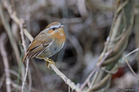 Conopophaga lineata; Rufous gnateater; Rostknottfågel