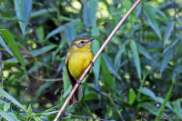 Capsiempis flaveola; Yellow tyrannulet; Gul dvärgtyrann