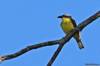 Megarhynchus pitangua; Boat-billed flycatcher; Båtnäbbstyrann