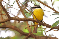 Pitangus sulphuratus; Great kiskadee; Större kiskadi