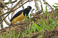 Cyanocorax chrysops; Plush-crested jay; Plyschtofsskrika