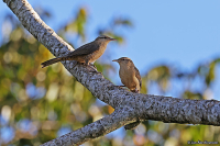 Campylorhynchus turdinus; Thrush-like wren; Trastgärdsmyg