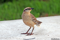 Mimus saturninus; Chalk-browed mockingbird; Camposhärmtrast