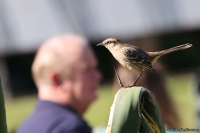 Mimus saturninus; Chalk-browed mockingbird; Camposhärmtrast