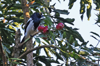 Cissopis leveriana; Magpie tanager; Skattangara