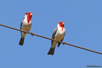 Paroaria coronata; Red-crested cardinal; Rödtofsad kardinaltangara