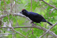 Tachyphonus coronatus; Ruby-crowned tanager; Rödkronad tangara