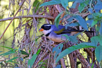 Arremon flavirostris; Saffron-billed sparrow; Saffransnäbbad sparv