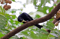 Cacicus haemorrhous; Red-rumped cacique; Rödgumpad kasik