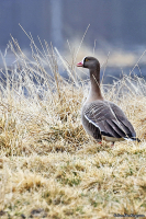 Anser erythropus; Lesser white-fronted goose; Fjällgås