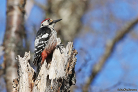 Dendrocopos leucotos; White-backed woodpecker; Vitryggig hackspett