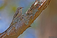 Certhia familiaris; Eurasian [Common] treecreeper; Trädkrypare