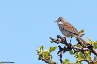 Sylvia communis; Common whitethroat; Törnsångare