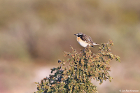 Saxicola rubetra; Whinchat; Buskskvätta-