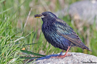 Sturnus vulgaris; Common starling; Stare