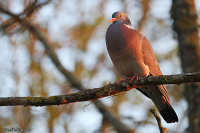 Columba palumbus; Common wood pigeon; Ringduva